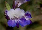 Collinsia - Blue Eyed Mary